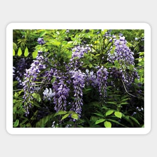 Clusters of Wisteria Sticker